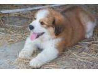Bernese Mountain Dog Puppy for sale in Yellville, AR, USA