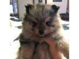 Pomeranian Puppy for sale in Kendallville, IN, USA