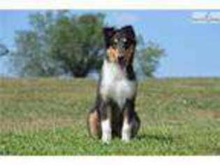 Collie Puppy for sale in Wichita, KS, USA