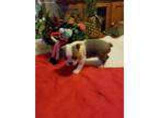 Boston Terrier Puppy for sale in Cedar Falls, IA, USA