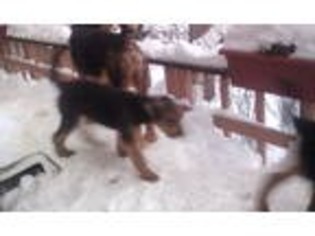 Airedale Terrier Puppy for sale in Big Bear Lake, CA, USA