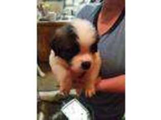 Saint Bernard Puppy for sale in Bland, MO, USA