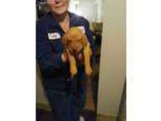Vizsla Puppy for sale in Canton, MO, USA