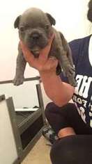 French Bulldog Puppy for sale in CENTER, TX, USA
