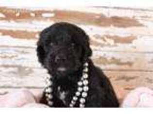 Newfoundland Puppy for sale in Jamestown, TN, USA