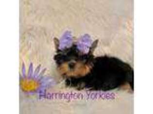 Yorkshire Terrier Puppy for sale in Bloomingdale, GA, USA