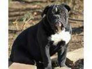 Olde English Bulldogge Puppy for sale in Estancia, NM, USA