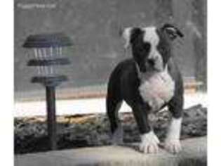 American Bulldog Puppy for sale in Weirton, WV, USA