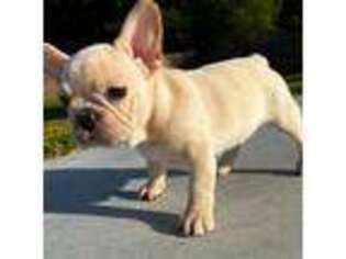 French Bulldog Puppy for sale in Lafayette, LA, USA