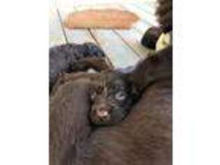 Boykin Spaniel Puppy for sale in Irmo, SC, USA