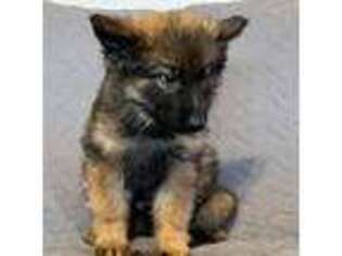 German Shepherd Dog Puppy for sale in Logan, OH, USA