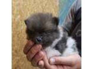Pomeranian Puppy for sale in Glenwood, AR, USA