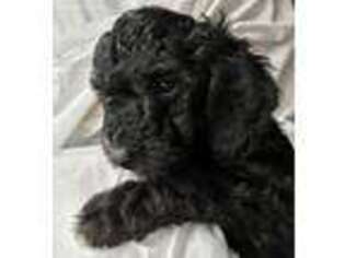 Goldendoodle Puppy for sale in Newport, NY, USA