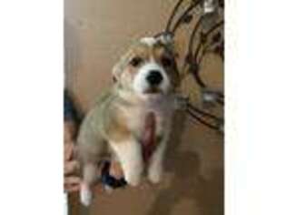 Pembroke Welsh Corgi Puppy for sale in Oakhurst, CA, USA