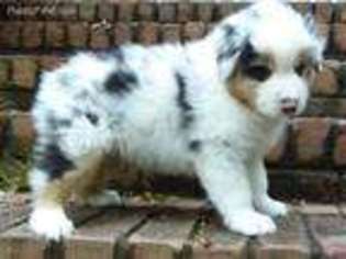 Australian Shepherd Puppy for sale in Winston Salem, NC, USA
