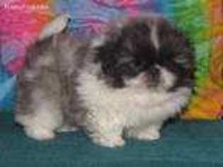 Pekingese Puppy for sale in Portland, OR, USA