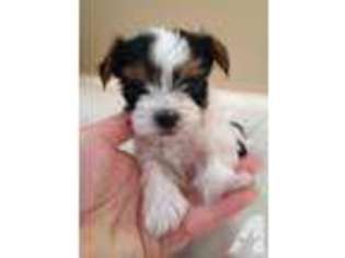 Yorkshire Terrier Puppy for sale in BOW, KY, USA