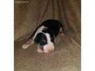 Bull Terrier Puppy for sale in Cadillac, MI, USA
