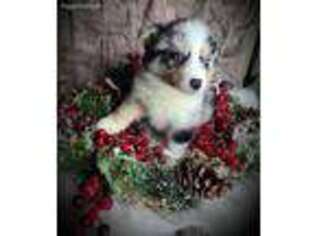 Australian Shepherd Puppy for sale in Fort Lauderdale, FL, USA