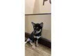 Shiba Inu Puppy for sale in Glendale Heights, IL, USA
