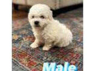 Bichon Frise Puppy for sale in Woodlake, CA, USA