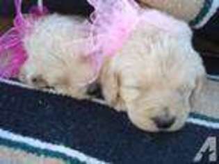 Goldendoodle Puppy for sale in WESTMORELAND, TN, USA