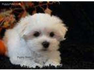 Maltese Puppy for sale in Centerville, IA, USA