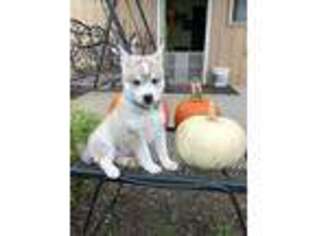 Alaskan Klee Kai Puppy for sale in Marion, OH, USA