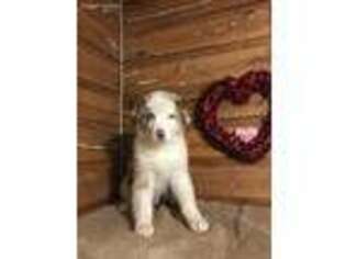 Australian Shepherd Puppy for sale in Lebanon, MO, USA