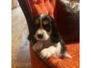 Cavalier King Charles Spaniel Puppy for sale in Grant, OK, USA