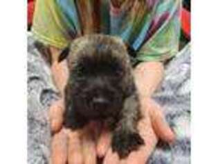 Cairn Terrier Puppy for sale in Daytona Beach, FL, USA