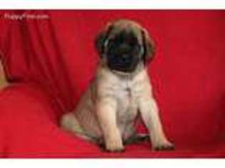 Mastiff Puppy for sale in Stevens, PA, USA