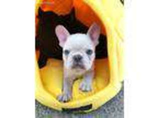 French Bulldog Puppy for sale in Hawaiian Gardens, CA, USA