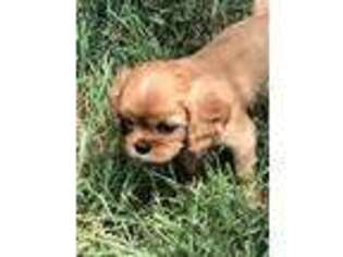 Cavalier King Charles Spaniel Puppy for sale in Grass Valley, CA, USA