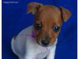 Jack Russell Terrier Puppy for sale in Jackson, TN, USA