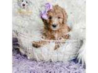 Mutt Puppy for sale in Otisville, MI, USA