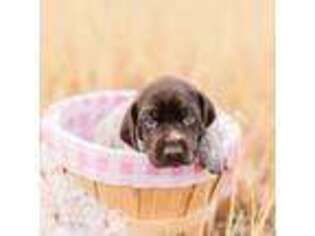 German Shorthaired Pointer Puppy for sale in Harleyville, SC, USA