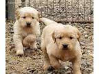 Golden Retriever Puppy for sale in Rockwall, TX, USA