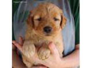 Goldendoodle Puppy for sale in Diamond, MO, USA