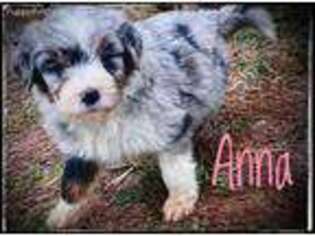 Mutt Puppy for sale in Wayne, WV, USA