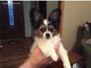Papillon Puppy for sale in Independence, MO, USA