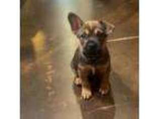 French Bulldog Puppy for sale in Westbury, NY, USA