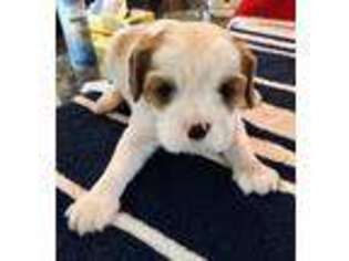 Cavalier King Charles Spaniel Puppy for sale in Hamilton, MI, USA