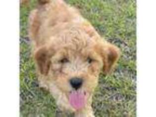 Goldendoodle Puppy for sale in Dublin, GA, USA