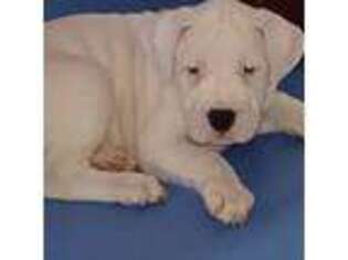 Dogo Argentino Puppy for sale in Wilmington, DE, USA