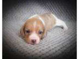 Beagle Puppy for sale in Billings, MO, USA