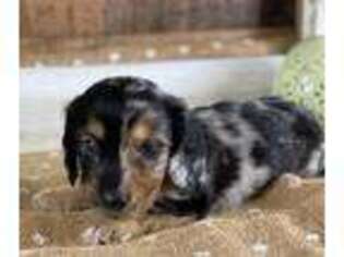 Dachshund Puppy for sale in Lansing, IA, USA