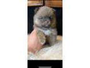 Pomeranian Puppy for sale in Loomis, CA, USA