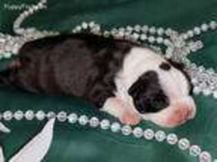 Boston Terrier Puppy for sale in Elkhorn, WI, USA