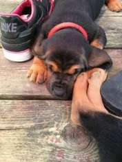 Bloodhound Puppy for sale in Sheboygan, WI, USA